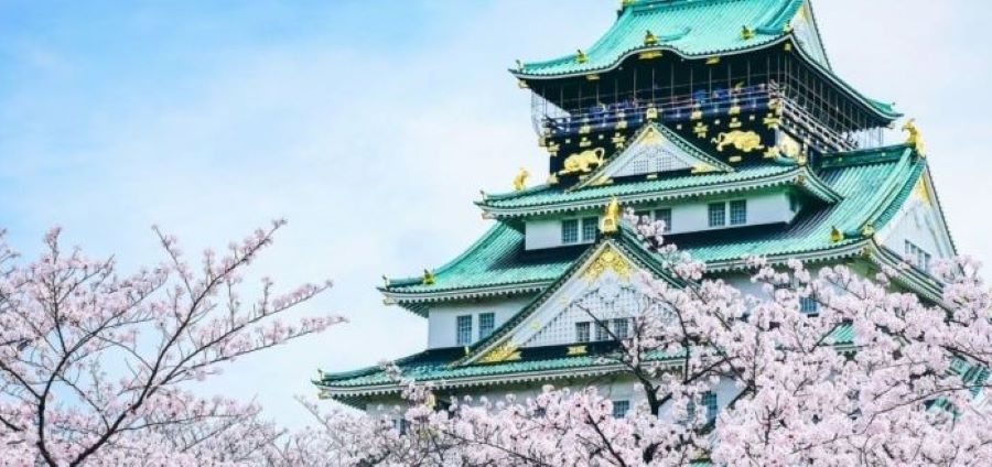 오사카 성 벚꽃