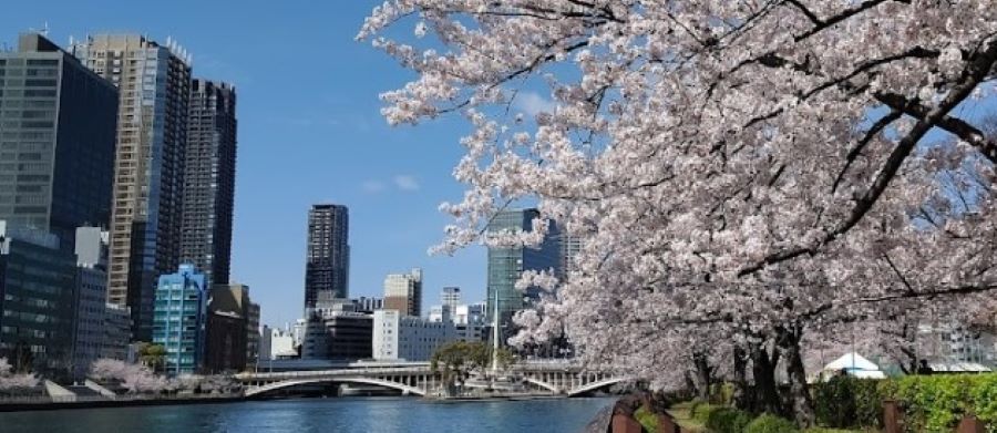 일본 오사카 벚꽃 미나미텐마 공원