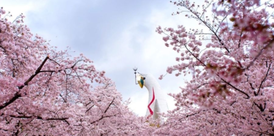 일본 오사카 벚꽃 엑스포 기념 공원