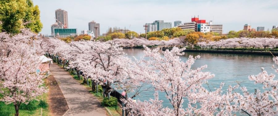 일본 오사카 벚꽃 케마사쿠노라미야 공원