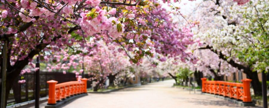 오사카 벚꽃 축제 조폐국 가로수 길