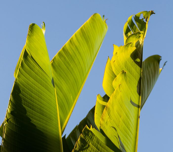 바나나 잎 차 효능 6가지, 먹는 법, 부작용(혈당관리에 좋은 차)